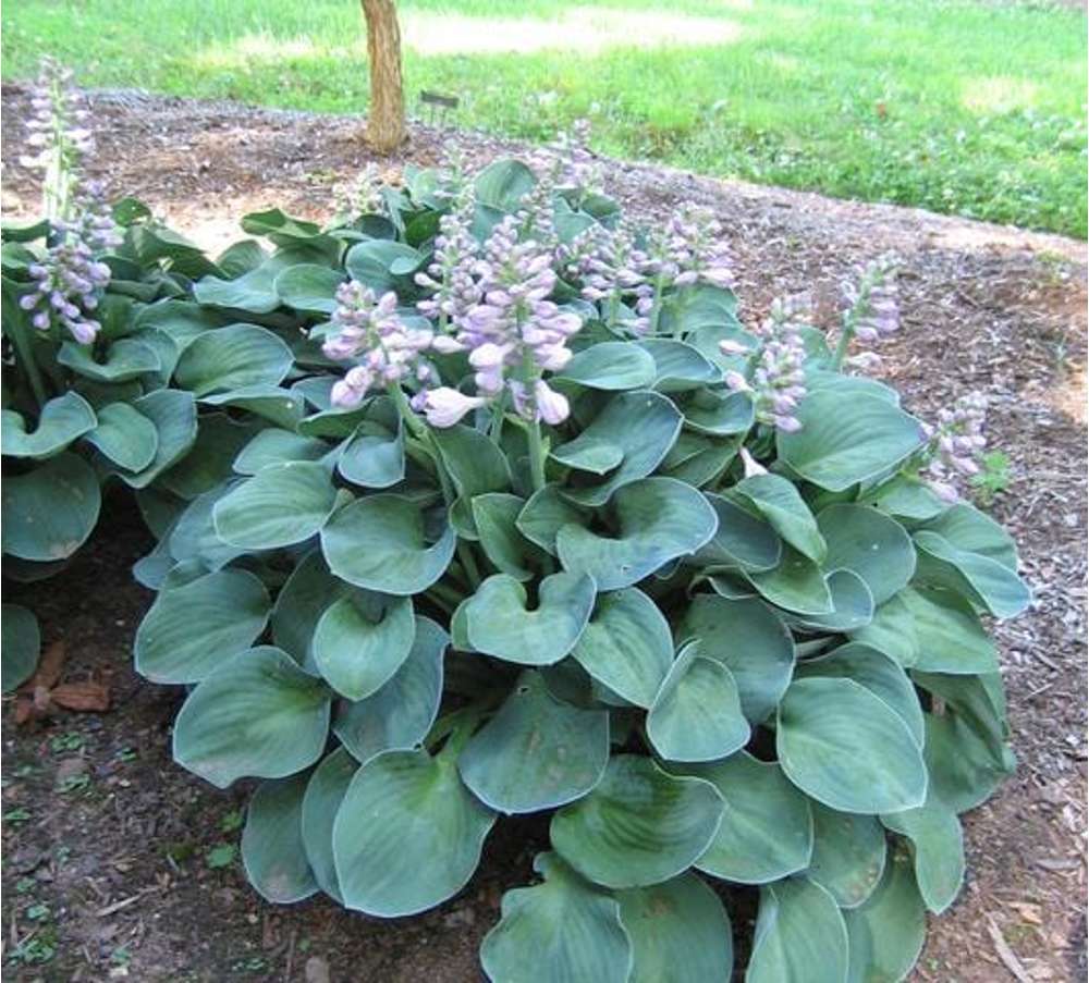 Hosta 'Blue Mouse Ears'